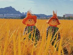 -光明小镇欢乐田园