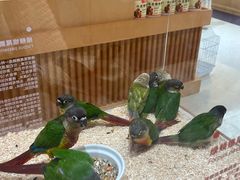 -帕帕拉兹宠物(亚洲旗舰店)