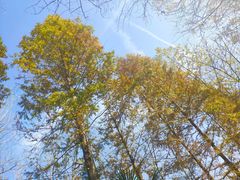 -合肥滨湖国家森林公园