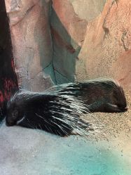 -酷嗒动物文化乐园(cutezoo西溪乐天城店)