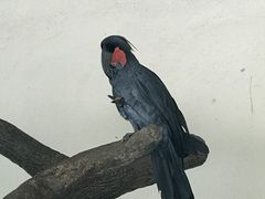 -吉隆坡雀鸟公园