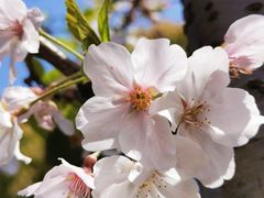 -高东镇樱花园