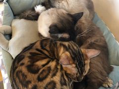 -Cappucimeow猫咪咖啡馆(韦伯时代店)