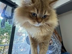 -爱妮康宠物医院·干细胞免疫细胞·肿瘤·心脏(张江店)