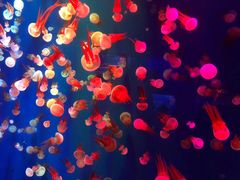 -成都浩海立方海洋公园