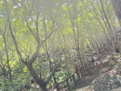 -山叶口景区