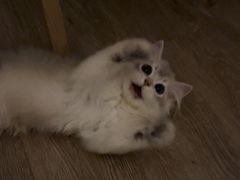 -东方名猫馆·英短金渐层布偶猫舍(环线广场1号楼店)