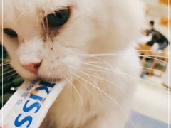 -藏猫猫咖啡主题馆(中央大道店)