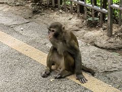 -黔灵山公园
