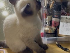 -欣宠猫屋·矮脚拿破仑·蓝金金渐层