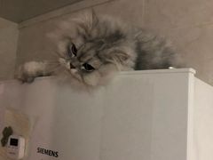 -艾贝尔宠物医院·24H转诊中心·肿瘤猫专科(江宁双龙店)