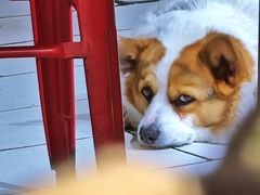 -艾蜜西餐厅(梅园店)