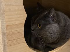 -逗柴咖啡屋·狗咖猫咖宠物桌游