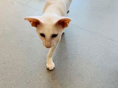 -飞行喵MR PILOT|猫舍·猫咖(静安大融城店)