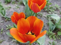 -长春公园(普阳街道)