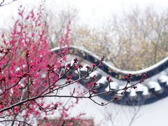 -梅花山(明孝陵内)