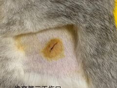 -乐派堂宠物医院·猫友好· 心脏科(东街店)