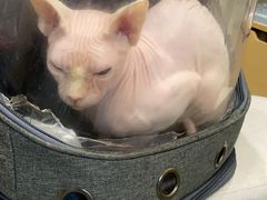 -宠物梦想家(日月豪庭店)