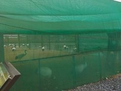 -盐城丹顶鹤湿地生态旅游区