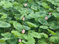 -大兴滨河森林公园