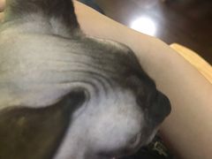 -李小姐の猫咖啡馆(五角场店)
