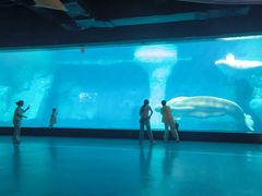 -海合安武汉极地海洋公园