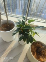 -HEYAN荷妍专业脱毛连锁机构