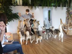 -Husky Go! 哈士奇体验馆·宠物咖啡厅狗咖