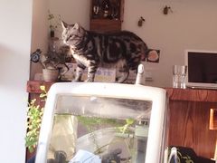 iphone_upload_pic-海边的猫和咖啡馆