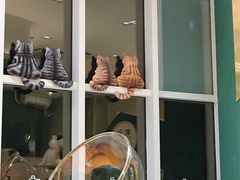 -飞行喵MR PILOT|猫舍·猫咖(静安大融城店)