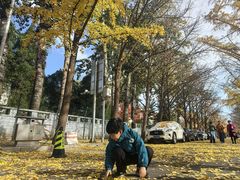 -三里屯东五街银杏大道