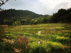 -广州市石门国家森林公园