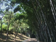 -玉树公园