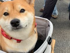 -比斯特上海购物村精品奥特莱斯