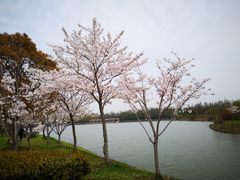 -上海海湾国家森林公园