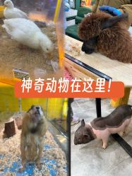 -神奇动物撸宠馆·羊驼·小浣熊·异宠(豫园店)