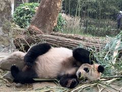 -都江堰中华大熊猫苑
