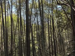 -东明山森林公园