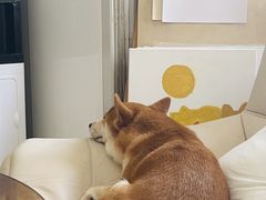 -爱诺耐芙动物医院(万博店)