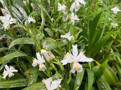 -桤木河湿地公园