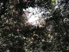 -云溪植物园