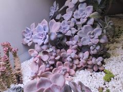 -街角等你.大连海鲜烧烤.经典铁板海鲜串(西安路店)