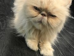 -猫色咖啡·猫咖