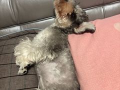 -乖乖宠物医院·猫科·骨科·24小时(云岗分院)