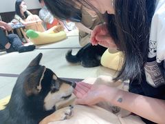 -逗柴咖啡屋·狗咖猫咖宠物桌游