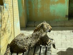 -青藏高原野生动物园