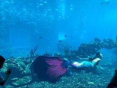 -海棠湾洲际-涛·海底餐厅·美人鱼·自助餐·海底隧道