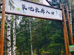 -汤旺河林海奇石景区