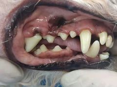 -博特宠物医院24h犬猫全科.骨科·异宠