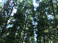 -黄海国家森林公园